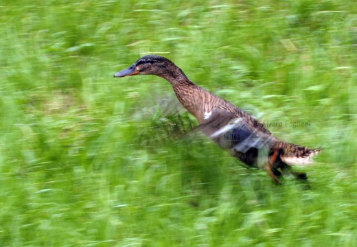 GERMANO REALE - Mallard - Anas platyrhynchos - Luogo: Parco Agricolo Urbano "Ticinello" (MI) - Autore: Alvaro