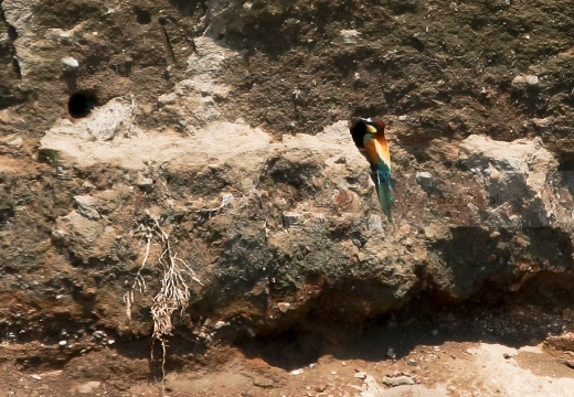 GRUCCIONE - Bee-eater - Merops apiaster - Luogo: Torrente Agogna (NO) - Autore: Alvaro