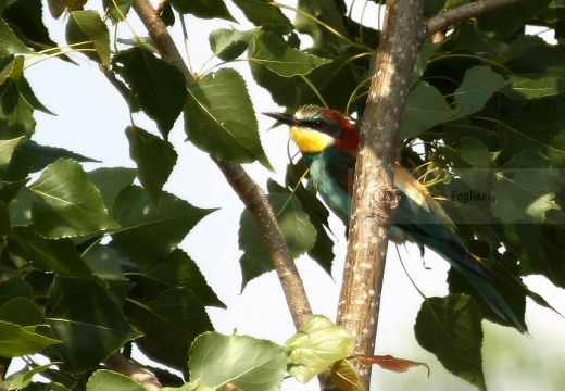GRUCCIONE - Bee-eater - Merops apiaster - Luogo: Torrente Agogna nei pressi di Vespolate (NO) - Autore: Alvaro
