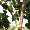 GRUCCIONE - Bee-eater - Merops apiaster - Luogo: Torrente Agogna nei pressi di Vespolate (NO) - Autore: Alvaro