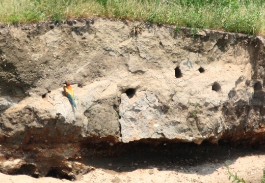 GRUCCIONE - Bee-eater - Merops apiaster - Luogo: Torrente Agogna (NO) - Autore: Alvaro