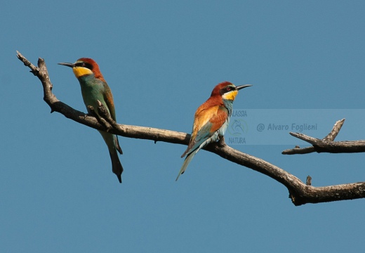 GRUCCIONE - Bee-eater - Merops apiaster - Luogo: Torrente Scrivia - Villalvernia (AL) - Autore: Alvaro