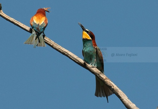 GRUCCIONE - Bee-eater - Merops apiaster - Luogo: Torrente Scrivia - Villalvernia (AL) - Autore: Alvaro