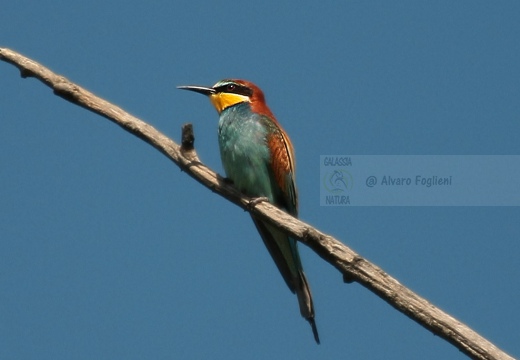 GRUCCIONE - Bee-eater - Merops apiaster - Luogo: Torrente Scrivia - Villalvernia (AL) - Autore: Alvaro