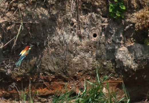 GRUCCIONE - Bee-eater - Merops apiaster - Luogo: Torrente Agogna (NO) - Autore: Alvaro