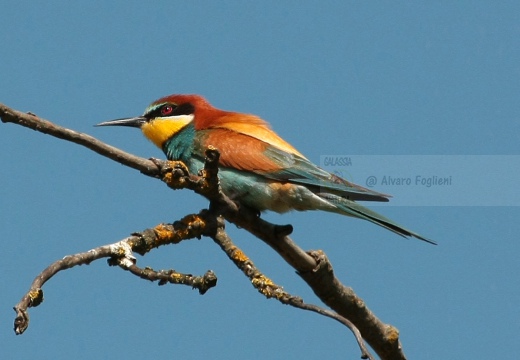 GRUCCIONE - Bee-eater - Merops apiaster - Luogo: Torrente Scrivia - Villalvernia (AL) - Autore: Alvaro