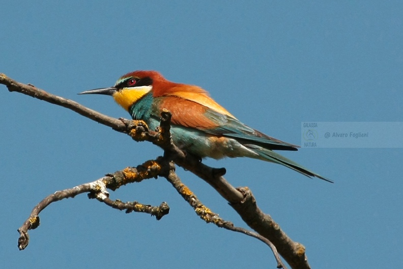 GRUCCIONE - Bee-eater - Merops apiaster - Luogo: Torrente Scrivia - Villalvernia (AL) - Autore: Alvaro