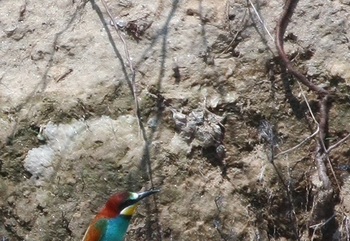 GRUCCIONE - Bee-eater - Merops apiaster - Luogo: Torrente Agogna (NO) - Autore: Alvaro