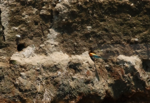 GRUCCIONE - Bee-eater - Merops apiaster - Luogo: Torrente Agogna (NO) - Autore: Alvaro