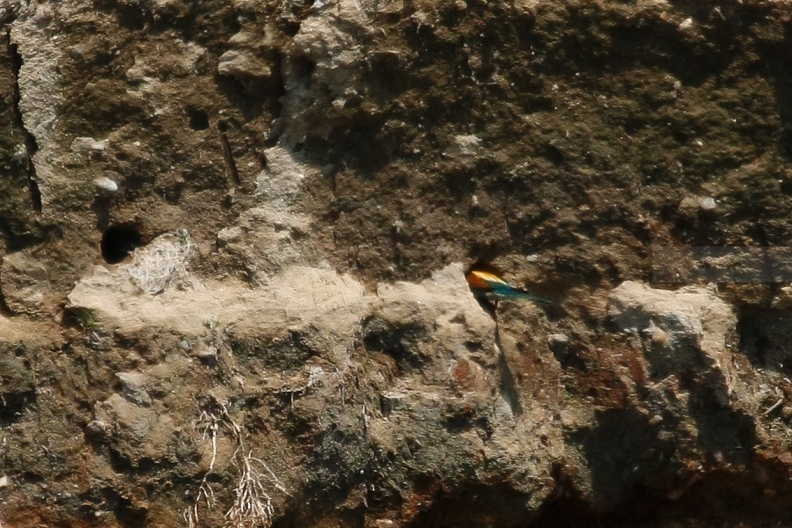 GRUCCIONE - Bee-eater - Merops apiaster - Luogo: Torrente Agogna (NO) - Autore: Alvaro