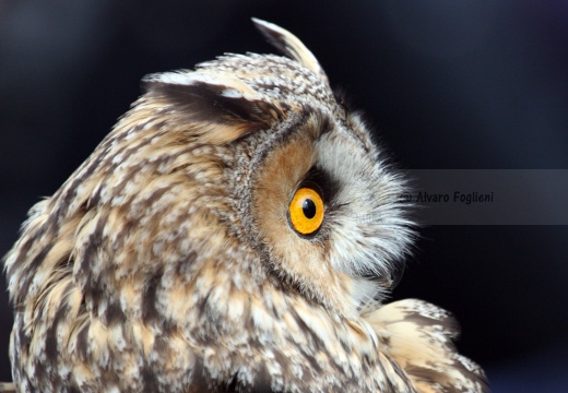 GUFO COMUNE - Long-eared Owl - Asio otus - Luogo: Lungo Adda - Trezzo d'Adda (MI) - Autore: Alvaro