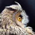 GUFO COMUNE - Long-eared Owl - Asio otus - Luogo: Lungo Adda - Trezzo d'Adda (MI) - Autore: Alvaro