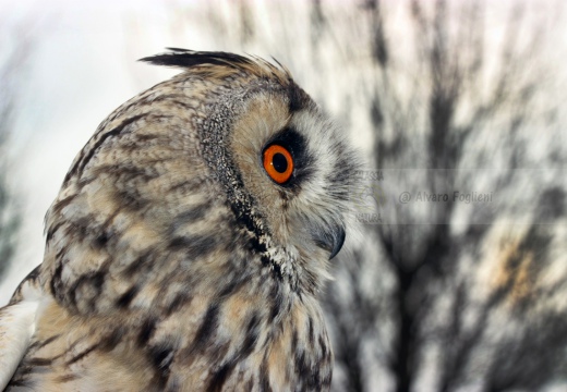 GUFO COMUNE - Long-eared Owl - Asio otus - Luogo: Borgolavezzaro (NO) - Autore: Alvaro