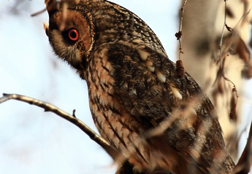 GUFO COMUNE - Long-eared Owl - Asio otus - Luogo: Sozzago (NO) - Autore: Alvaro