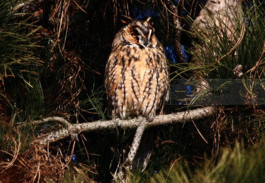 GUFO COMUNE - Long-eared Owl - Asio otus - Luogo: Lungo Adda - Trezzo d'Adda (MI) - Autore: Alvaro