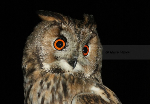 GUFO COMUNE - Long-eared Owl - Asio otus - Luogo: Lungo Ticino (PV) - Autore: Alvaro