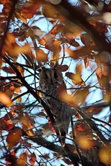 GUFO COMUNE - Long-eared Owl - Asio otus - Luogo: Q.re Vigentino (MI) - Autore: Alvaro