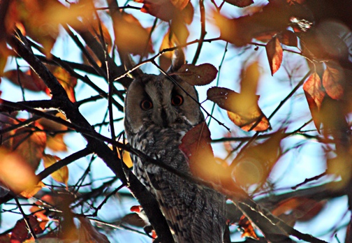 GUFO COMUNE - Long-eared Owl - Asio otus - Luogo: Q.re Vigentino (MI) - Autore: Alvaro