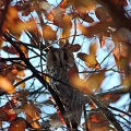 GUFO COMUNE - Long-eared Owl - Asio otus - Luogo: Q.re Vigentino (MI) - Autore: Alvaro