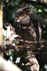 GUFO COMUNE - Long-eared Owl - Asio otus - Luogo: San Nazzaro Sesia (NO) - Autore: Alvaro