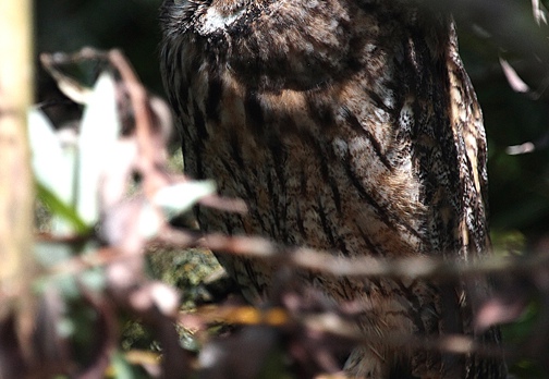 GUFO COMUNE - Long-eared Owl - Asio otus - Luogo: San Nazzaro Sesia (NO) - Autore: Alvaro