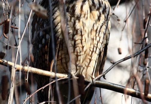 GUFO COMUNE - Long-eared Owl - Asio otus - Luogo: Vaprio d’Agogna (NO) - Autore: Alvaro