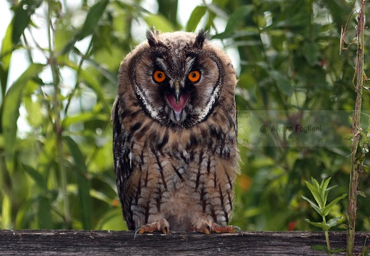 GUFO COMUNE - Long-eared Owl - Asio otus - Luogo: San Nazzaro Sesia (NO) - Autore: Alvaro