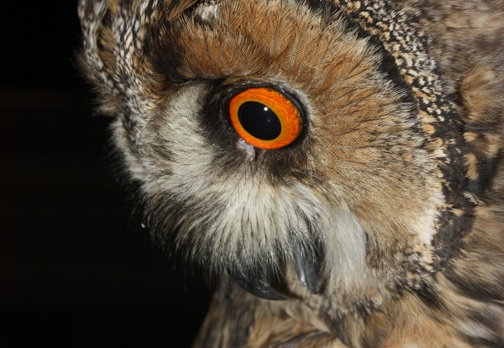 GUFO COMUNE - Long-eared Owl - Asio otus - Luogo: Lungo Ticino (PV) - Autore: Alvaro