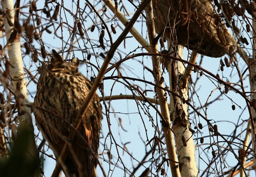 GUFO COMUNE (Roost) - Long-eared Owl - Asio otus - Luogo: Roost di Borgolavezzaro (NO) - Autore: Alvaro