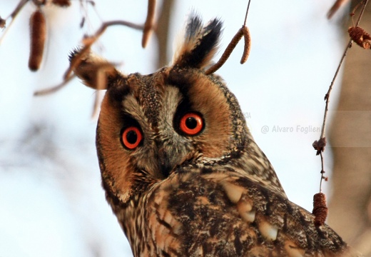 GUFO COMUNE - Long-eared Owl - Asio otus - Luogo: Sozzago (NO) - Autore: Alvaro