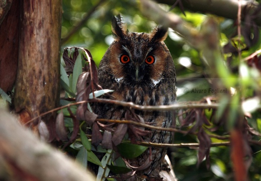 GUFO COMUNE - Long-eared Owl - Asio otus - Luogo: San Nazzaro Sesia (NO) - Autore: Alvaro