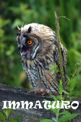 GUFO COMUNE (Immaturo) - Long-eared Owl - Asio otus 