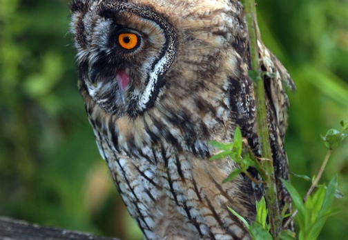 GUFO COMUNE (Immaturo) - Long-eared Owl - Asio otus 