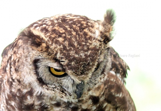 GUFO COMUNE - Long-eared Owl - Asio otus - Luogo: Ghislarengo (VC) - Autore: Claudia