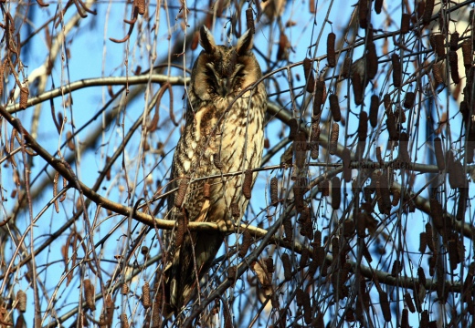 GUFO COMUNE - Long-eared Owl - Asio otus - Luogo: Borgolavezzaro (NO) - Autore: Alvaro