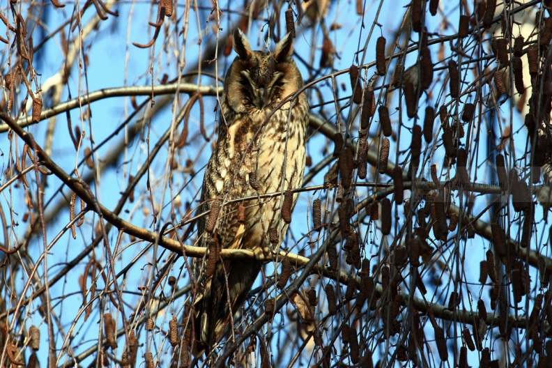 GUFO COMUNE - Long-eared Owl - Asio otus - Luogo: Borgolavezzaro (NO) - Autore: Alvaro