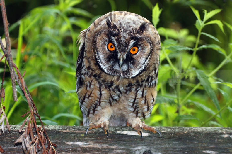 GUFO COMUNE - Long-eared Owl - Asio otus - Luogo: San Nazzaro Sesia (NO) - Autore: Alvaro