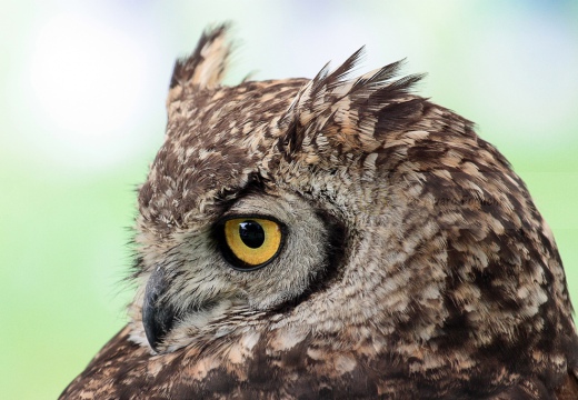 GUFO COMUNE - Long-eared Owl - Asio otus - Luogo: Ghislarengo (VC) - Autore: Claudia