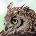 GUFO COMUNE - Long-eared Owl - Asio otus - Luogo: Ghislarengo (VC) - Autore: Claudia