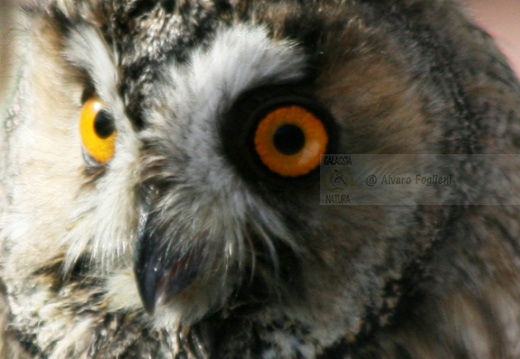 GUFO COMUNE - Long-eared Owl - Asio otus - Luogo: Biandrate (NO) - Autore: Alvaro