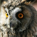 GUFO COMUNE - Long-eared Owl - Asio otus - Luogo: Biandrate (NO) - Autore: Alvaro