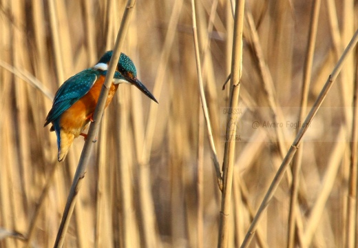 MARTIN PESCATORE - Kingfisher - Alcedo atthis - Luogo: Pian di Spagna (CO) - Autore: Claudia