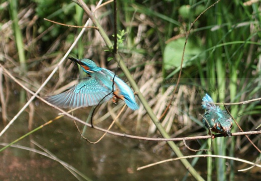 MARTIN PESCATORE - Kingfisher - Alcedo atthis - Luogo: Parco della Valle del Ticino - Lanca di Bernate Ticino (MI) - Autore: Alvaro - Sequenza 9/10