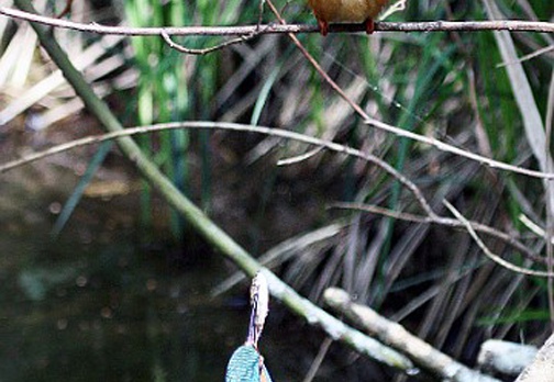 MARTIN PESCATORE - Kingfisher - Alcedo atthis - Luogo: Parco della Valle del Ticino - Lanca di Bernate Ticino (MI) - Autore: Alvaro - Sequenza 3/10