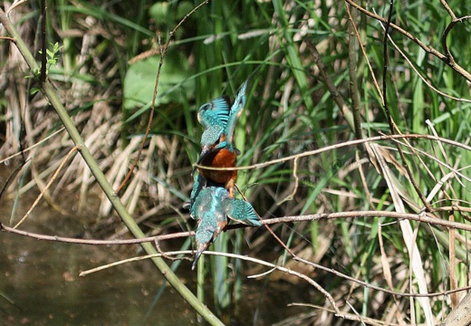 MARTIN PESCATORE - Kingfisher - Alcedo atthis - Luogo: Parco della Valle del Ticino - Lanca di Bernate Ticino (MI) - Autore: Alvaro - Sequenza 7/10