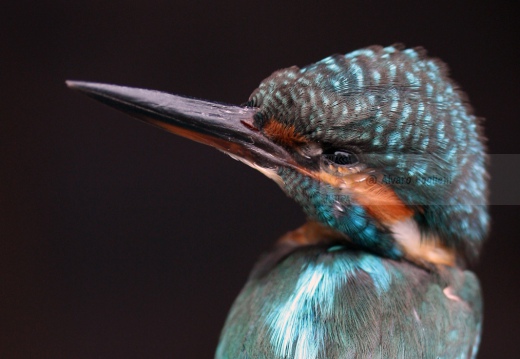 MARTIN PESCATORE - Kingfisher - Alcedo atthis - Luogo: Oasi S. Francesco (BS) - Autore: Alvaro