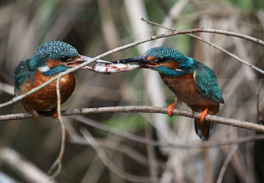 MARTIN PESCATORE - Kingfisher - Alcedo atthis - Luogo: Parco della Valle del Ticino - Lanca di Bernate Ticino (MI) - Autore: Alvaro - Sequenza 5/10