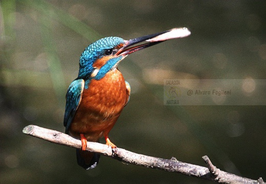 MARTIN PESCATORE - Kingfisher - Alcedo atthis - Luogo: Parco della Valle del Ticino - Lanca di Bernate Ticino (MI) - Autore: Alvaro - Sequenza 2/10