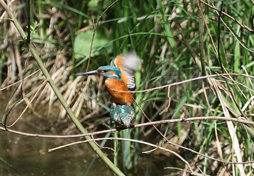 MARTIN PESCATORE - Kingfisher - Alcedo atthis - Luogo: Parco della Valle del Ticino - Lanca di Bernate Ticino (MI) - Autore: Alvaro - Sequenza 8/10