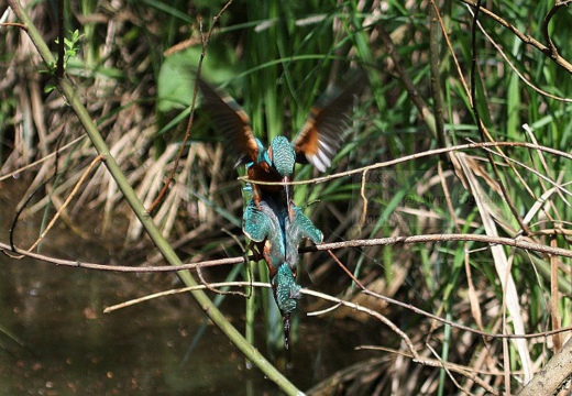 MARTIN PESCATORE - Kingfisher - Alcedo atthis - Luogo: Parco della Valle del Ticino - Lanca di Bernate Ticino (MI) - Autore: Alvaro - Sequenza 6/10